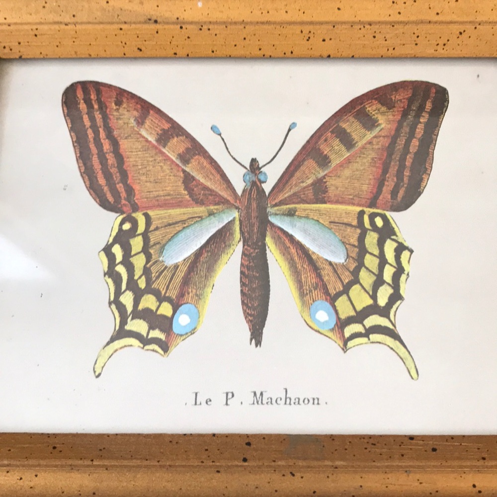Butterfly Print - Picture 3 of 4